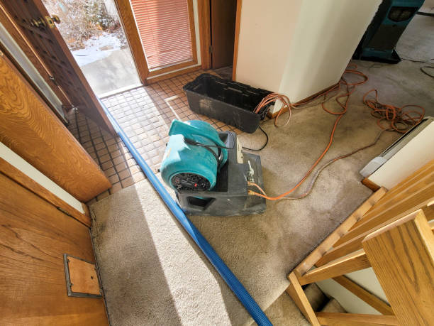 Best Mold removal after water damage  in Carlstadt, NJ